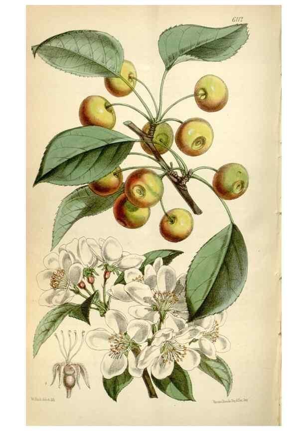 Reproducción/Reproduction 35235388946: Curtis's botanical magazine.. London ; New York [etc.] :Academic Press [etc.]