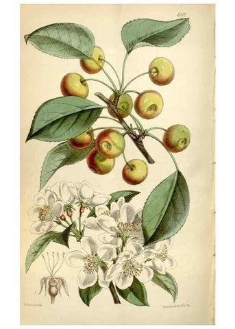 Reproducción/Reproduction 35235388946: Curtis's botanical magazine.. London ; New York [etc.] :Academic Press [etc.]