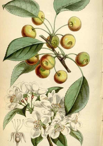 Reproducción/Reproduction 35235388946: Curtis's botanical magazine.. London ; New York [etc.] :Academic Press [etc.]