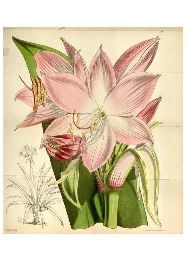 Reproducción/Reproduction 35235390036: Curtis's botanical magazine.. London ; New York [etc.] :Academic Press [etc.]