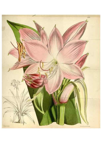 Reproducción/Reproduction 35235390036: Curtis's botanical magazine.. London ; New York [etc.] :Academic Press [etc.]