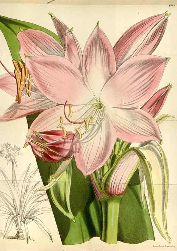 Reproducción/Reproduction 35235390036: Curtis's botanical magazine.. London ; New York [etc.] :Academic Press [etc.]