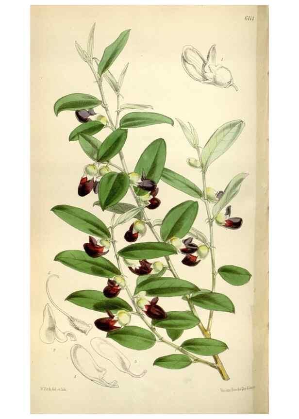 Reproducción/Reproduction 35109321982: Curtis's botanical magazine.. London ; New York [etc.] :Academic Press [etc.]
