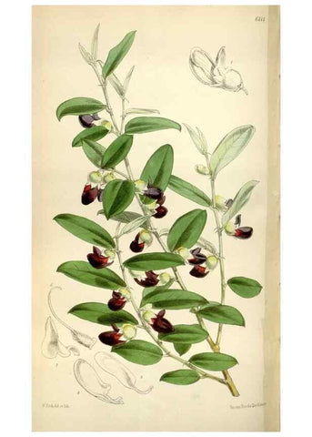 Reproducción/Reproduction 35109321982: Curtis's botanical magazine.. London ; New York [etc.] :Academic Press [etc.]