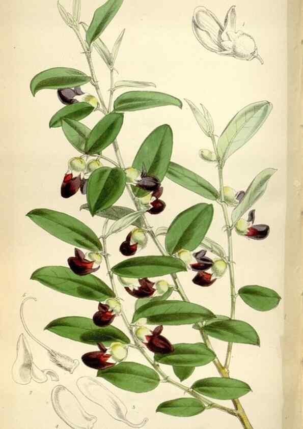 Reproducción/Reproduction 35109321982: Curtis's botanical magazine.. London ; New York [etc.] :Academic Press [etc.]