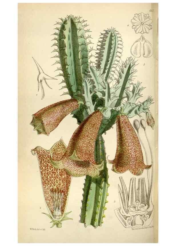 Reproducción/Reproduction 35109324082: Curtis's botanical magazine.. London ; New York [etc.] :Academic Press [etc.]