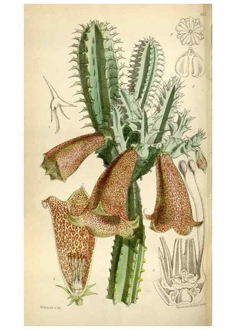 Reproducción/Reproduction 35109324082: Curtis's botanical magazine.. London ; New York [etc.] :Academic Press [etc.]