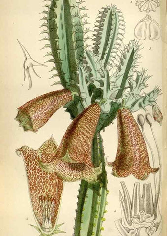 Reproducción/Reproduction 35109324082: Curtis's botanical magazine.. London ; New York [etc.] :Academic Press [etc.]