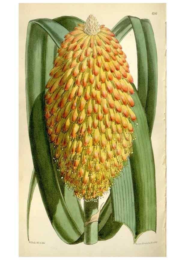 Reproducción/Reproduction 35109326932: Curtis's botanical magazine.. London ; New York [etc.] :Academic Press [etc.]