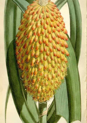 Reproducción/Reproduction 35109326932: Curtis's botanical magazine.. London ; New York [etc.] :Academic Press [etc.]