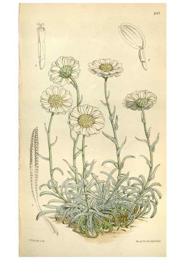 Reproducción/Reproduction 35109329762: Curtis's botanical magazine.. London ; New York [etc.] :Academic Press [etc.]