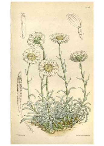 Reproducción/Reproduction 35109329762: Curtis's botanical magazine.. London ; New York [etc.] :Academic Press [etc.]