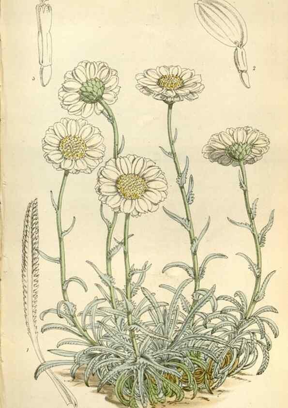 Reproducción/Reproduction 35109329762: Curtis's botanical magazine.. London ; New York [etc.] :Academic Press [etc.]
