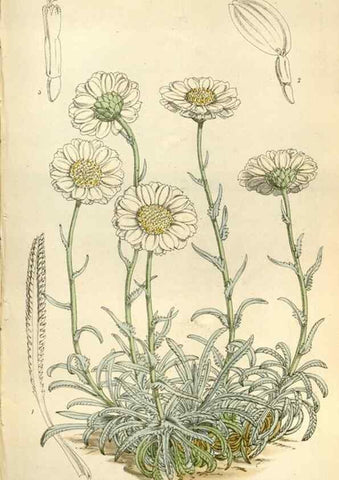 Reproducción/Reproduction 35109329762: Curtis's botanical magazine.. London ; New York [etc.] :Academic Press [etc.]