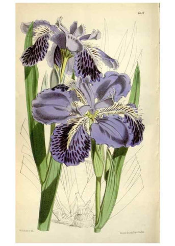Reproducción/Reproduction 34888617650: Curtis's botanical magazine.. London ; New York [etc.] :Academic Press [etc.]