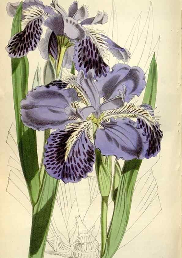 Reproducción/Reproduction 34888617650: Curtis's botanical magazine.. London ; New York [etc.] :Academic Press [etc.]