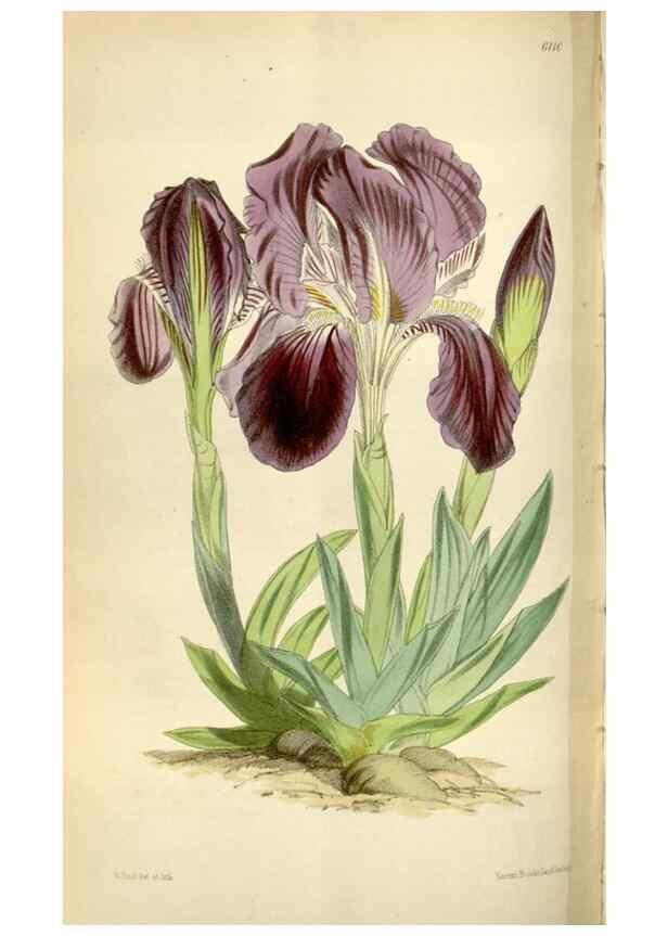 Reproducción/Reproduction 35235385316: Curtis's botanical magazine.. London ; New York [etc.] :Academic Press [etc.]