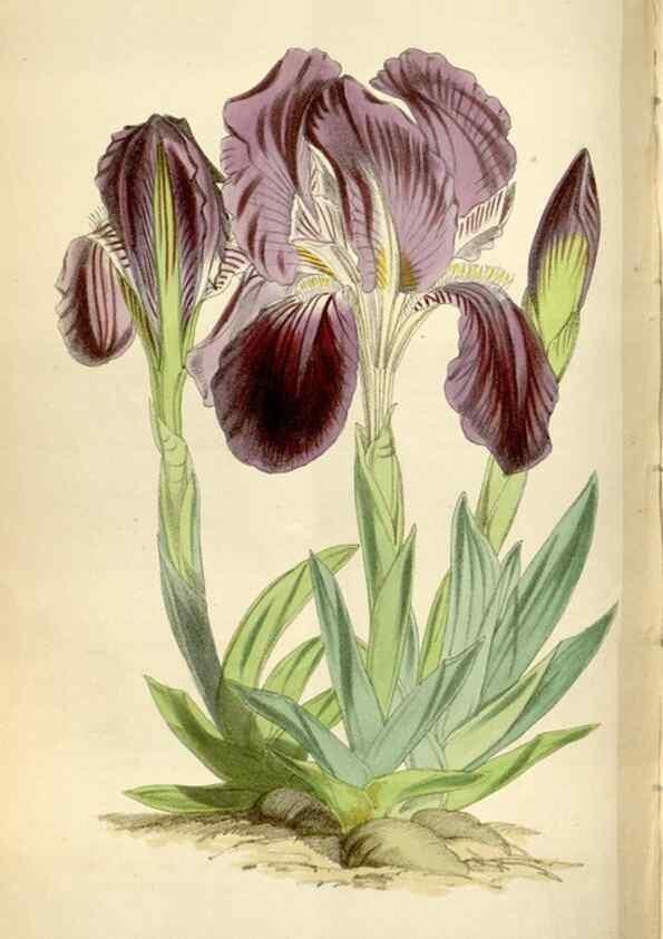 Reproducción/Reproduction 35235385316: Curtis's botanical magazine.. London ; New York [etc.] :Academic Press [etc.]