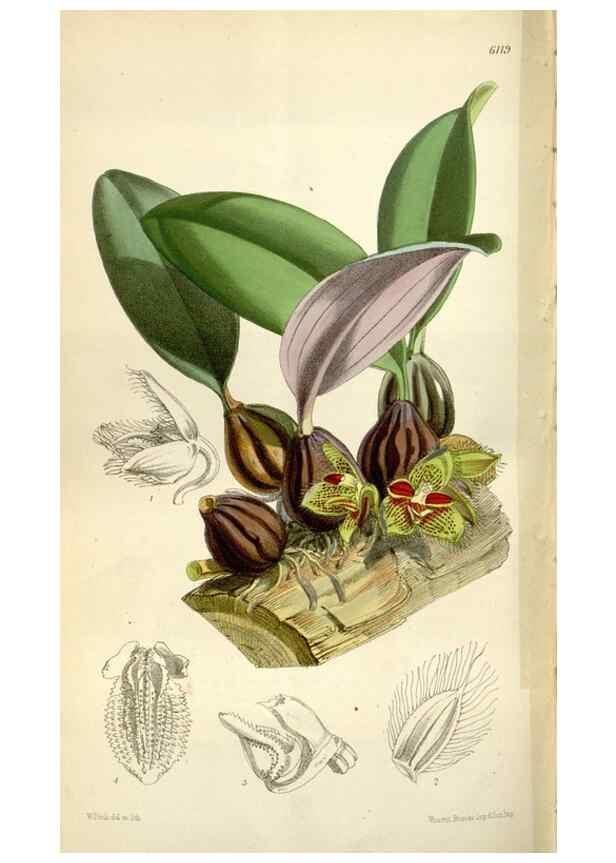 Reproducción/Reproduction 34888619610: Curtis's botanical magazine.. London ; New York [etc.] :Academic Press [etc.]