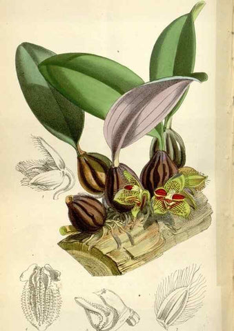Reproducción/Reproduction 34888619610: Curtis's botanical magazine.. London ; New York [etc.] :Academic Press [etc.]