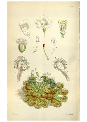 Reproducción/Reproduction 34888624050: Curtis's botanical magazine.. London ; New York [etc.] :Academic Press [etc.]