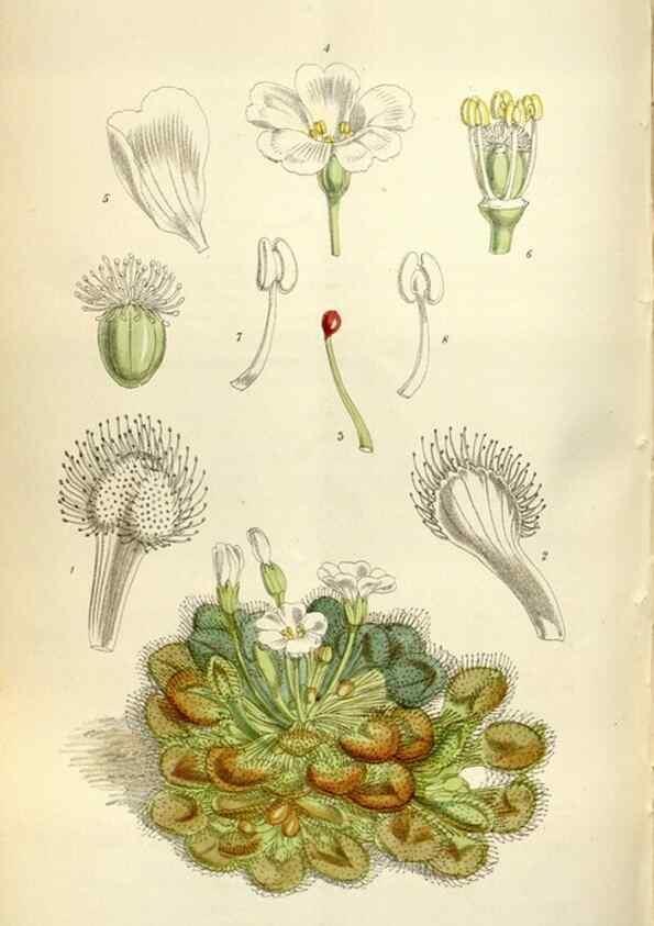 Reproducción/Reproduction 34888624050: Curtis's botanical magazine.. London ; New York [etc.] :Academic Press [etc.]