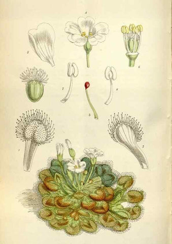 Reproducción/Reproduction 34888624050: Curtis's botanical magazine.. London ; New York [etc.] :Academic Press [etc.]