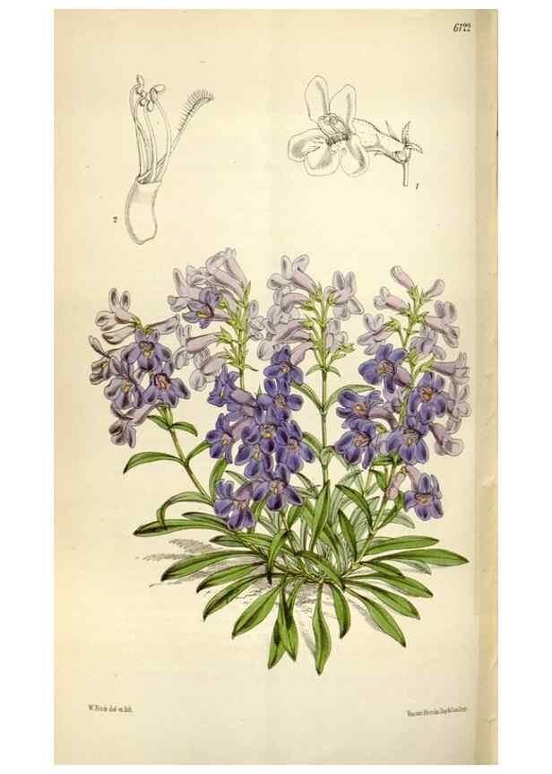 Reproducción/Reproduction 34888626670: Curtis's botanical magazine.. London ; New York [etc.] :Academic Press [etc.]