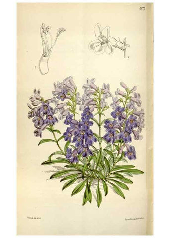 Reproducción/Reproduction 34888626670: Curtis's botanical magazine.. London ; New York [etc.] :Academic Press [etc.]