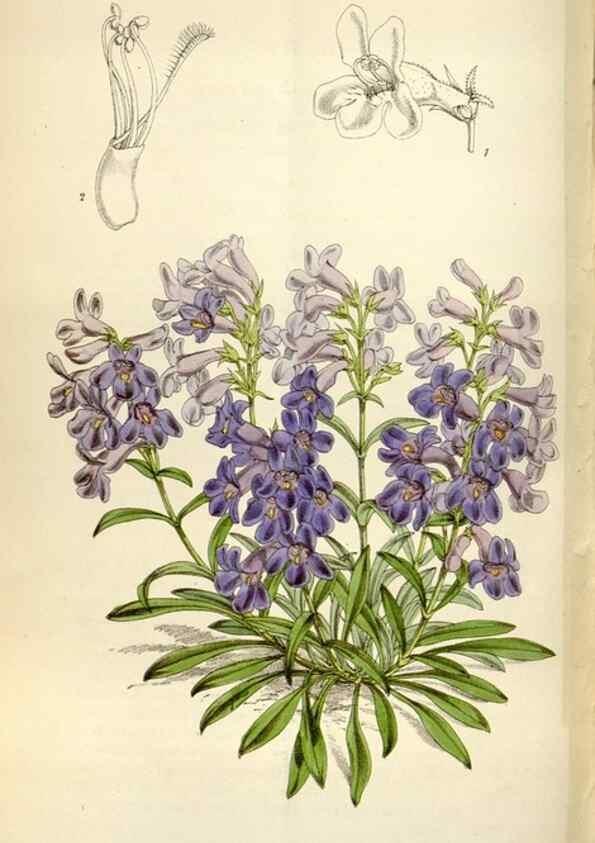 Reproducción/Reproduction 34888626670: Curtis's botanical magazine.. London ; New York [etc.] :Academic Press [etc.]