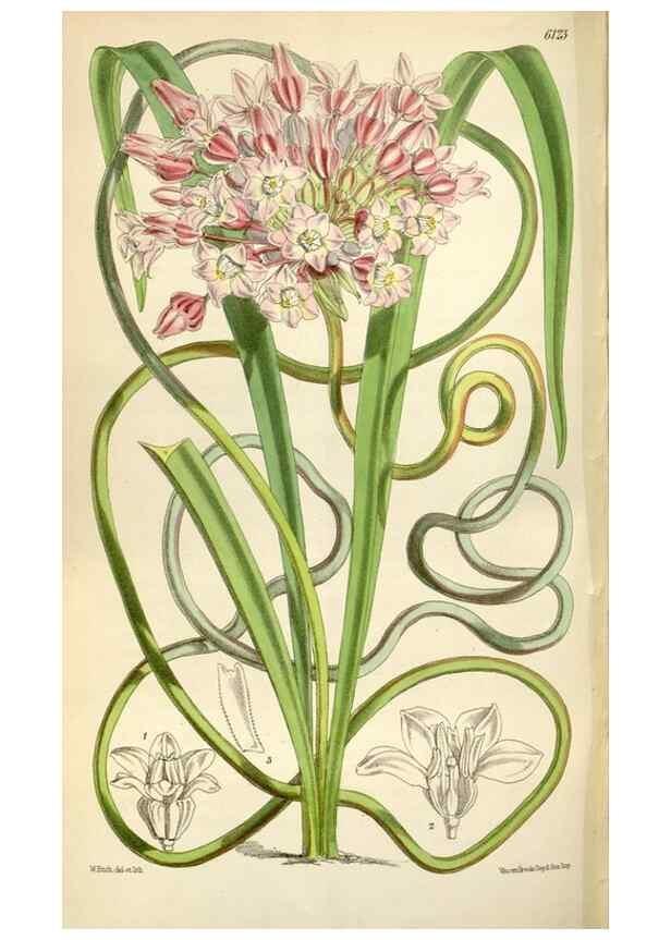 Reproducción/Reproduction 34888629060: Curtis's botanical magazine.. London ; New York [etc.] :Academic Press [etc.]