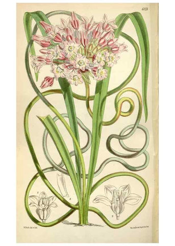 Reproducción/Reproduction 34888629060: Curtis's botanical magazine.. London ; New York [etc.] :Academic Press [etc.]