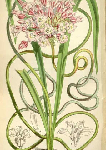 Reproducción/Reproduction 34888629060: Curtis's botanical magazine.. London ; New York [etc.] :Academic Press [etc.]