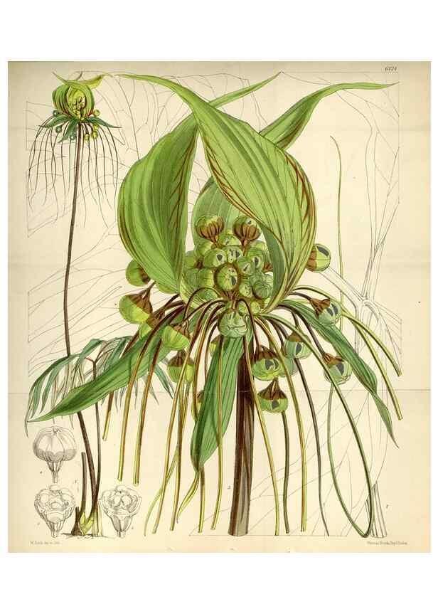 Reproducción/Reproduction 34432199794: Curtis's botanical magazine.. London ; New York [etc.] :Academic Press [etc.]