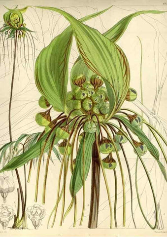 Reproducción/Reproduction 34432199794: Curtis's botanical magazine.. London ; New York [etc.] :Academic Press [etc.]