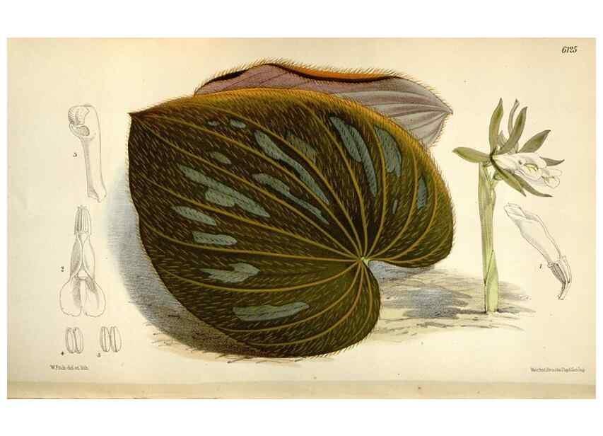 Reproducción/Reproduction 34432201984: Curtis's botanical magazine.. London ; New York [etc.] :Academic Press [etc.]