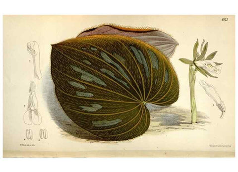 Reproducción/Reproduction 34432201984: Curtis's botanical magazine.. London ; New York [etc.] :Academic Press [etc.]