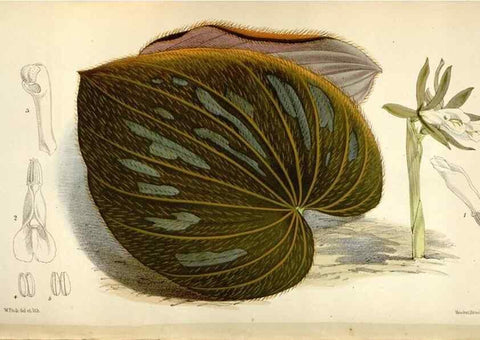 Reproducción/Reproduction 34432201984: Curtis's botanical magazine.. London ; New York [etc.] :Academic Press [etc.]