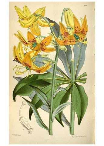Reproducción/Reproduction 35275971985: Curtis's botanical magazine.. London ; New York [etc.] :Academic Press [etc.]
