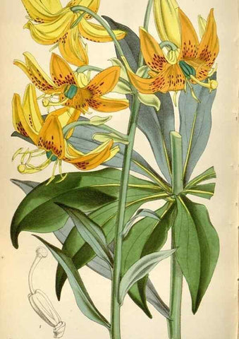 Reproducción/Reproduction 35275971985: Curtis's botanical magazine.. London ; New York [etc.] :Academic Press [etc.]