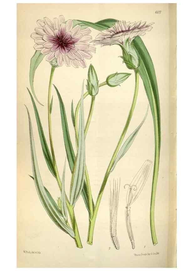 Reproducción/Reproduction 35275974065: Curtis's botanical magazine.. London ; New York [etc.] :Academic Press [etc.]