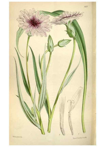 Reproducción/Reproduction 35275974065: Curtis's botanical magazine.. London ; New York [etc.] :Academic Press [etc.]