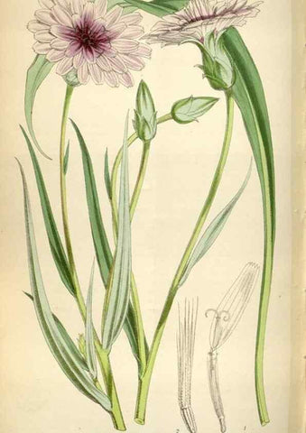Reproducción/Reproduction 35275974065: Curtis's botanical magazine.. London ; New York [etc.] :Academic Press [etc.]