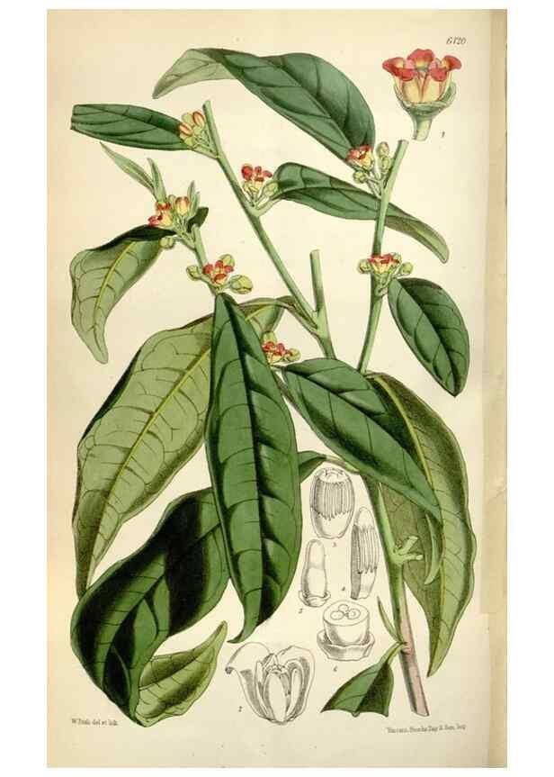 Reproducción/Reproduction 34888621650: Curtis's botanical magazine.. London ; New York [etc.] :Academic Press [etc.]