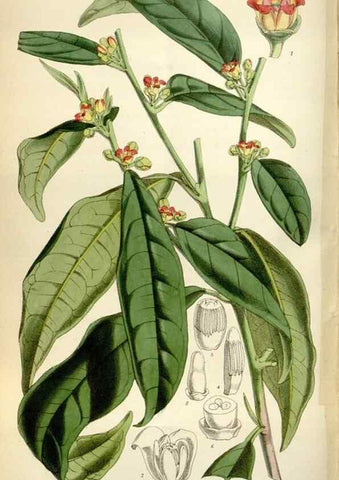 Reproducción/Reproduction 34888621650: Curtis's botanical magazine.. London ; New York [etc.] :Academic Press [etc.]