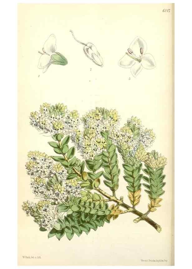 Reproducción/Reproduction 34553557834: Curtis's botanical magazine.. London ; New York [etc.] :Academic Press [etc.]