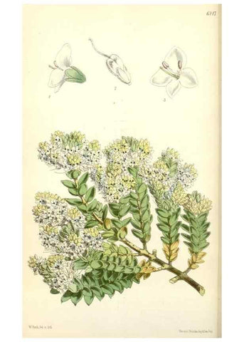 Reproducción/Reproduction 34553557834: Curtis's botanical magazine.. London ; New York [etc.] :Academic Press [etc.]