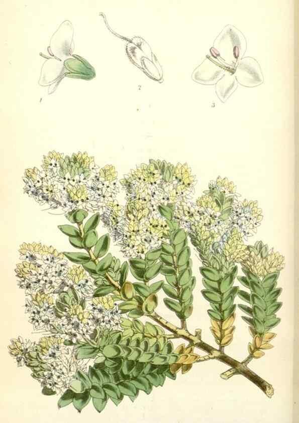Reproducción/Reproduction 34553557834: Curtis's botanical magazine.. London ; New York [etc.] :Academic Press [etc.]
