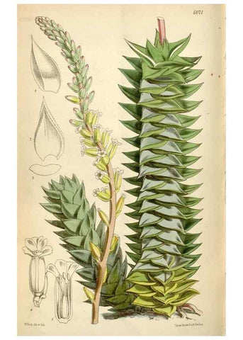 Reproducción/Reproduction 34888448320: Curtis's botanical magazine.. London ; New York [etc.] :Academic Press [etc.]