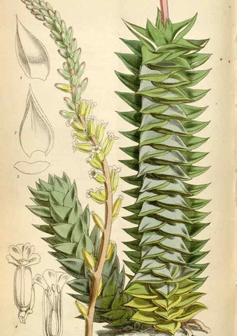 Reproducción/Reproduction 34888448320: Curtis's botanical magazine.. London ; New York [etc.] :Academic Press [etc.]